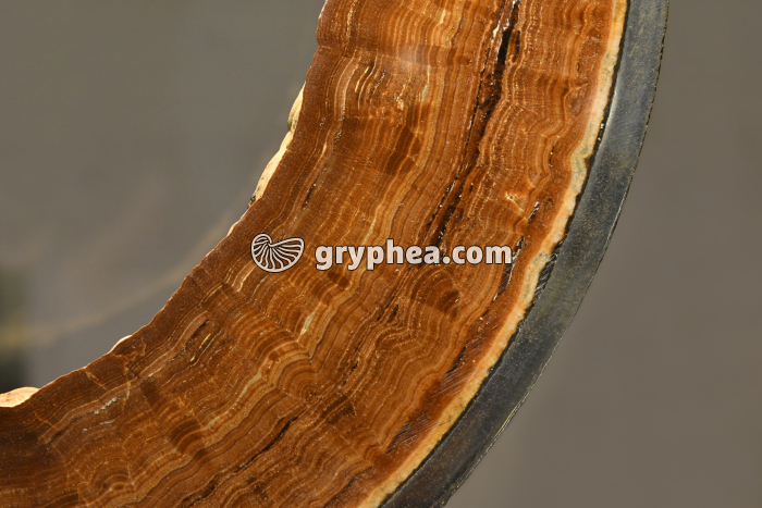 Section de tuyau de canalisation d'eau urbaine entartrée par de l'aragonite - détail - gryphea.org